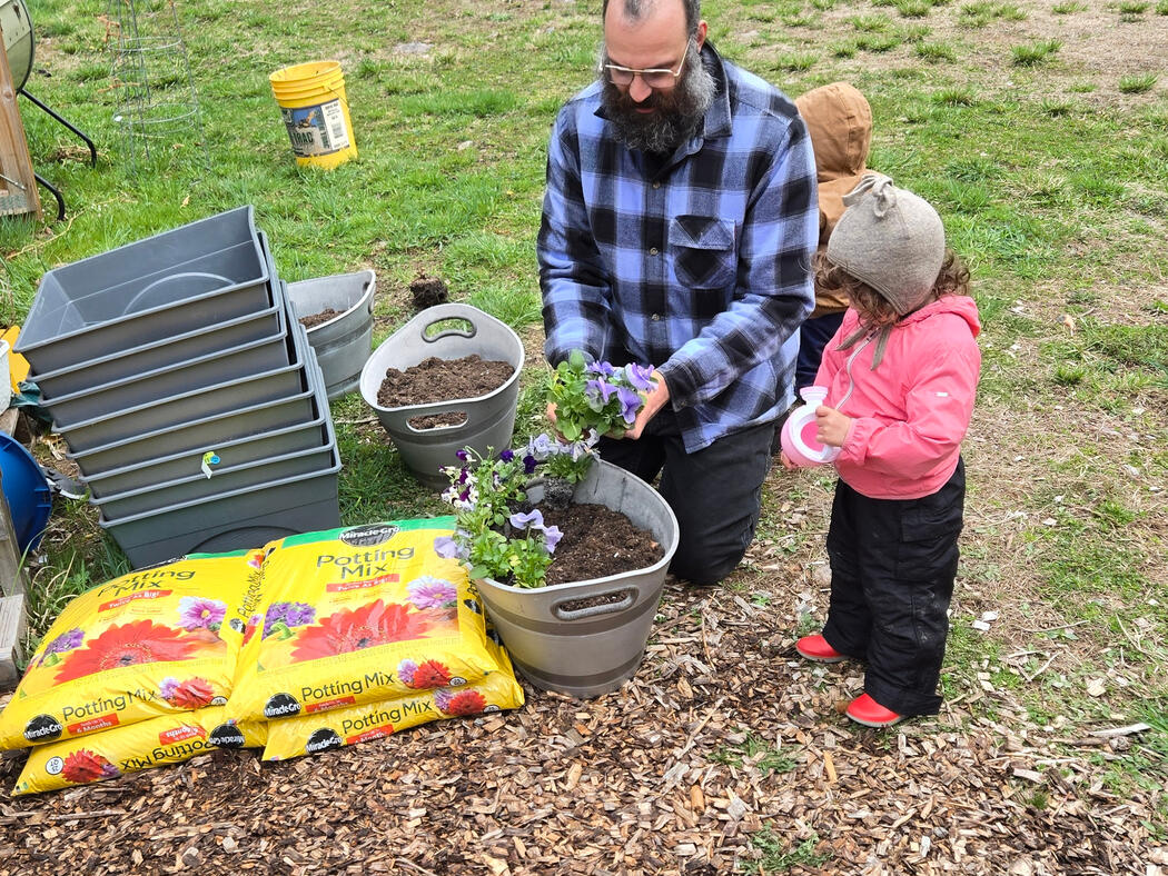 Radish greens in an aluminum garden bed with someone reaching in to harvest.