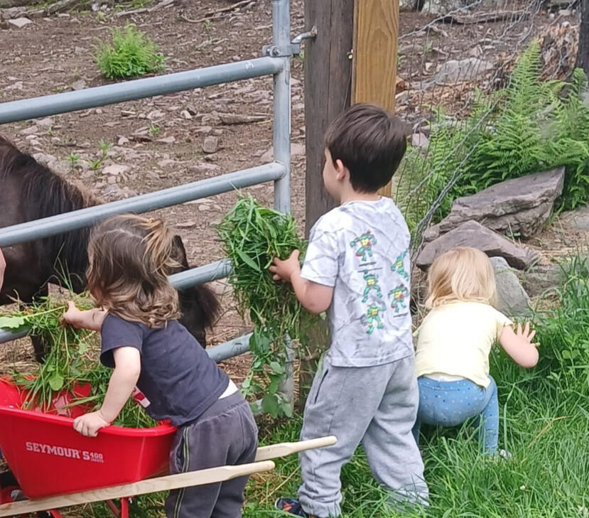 Some children are giving pulled weeds to a donkey from a little red wheelbarrow.