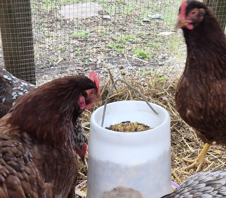 A couple of Rhode Island Red hens in their run, about to eat.