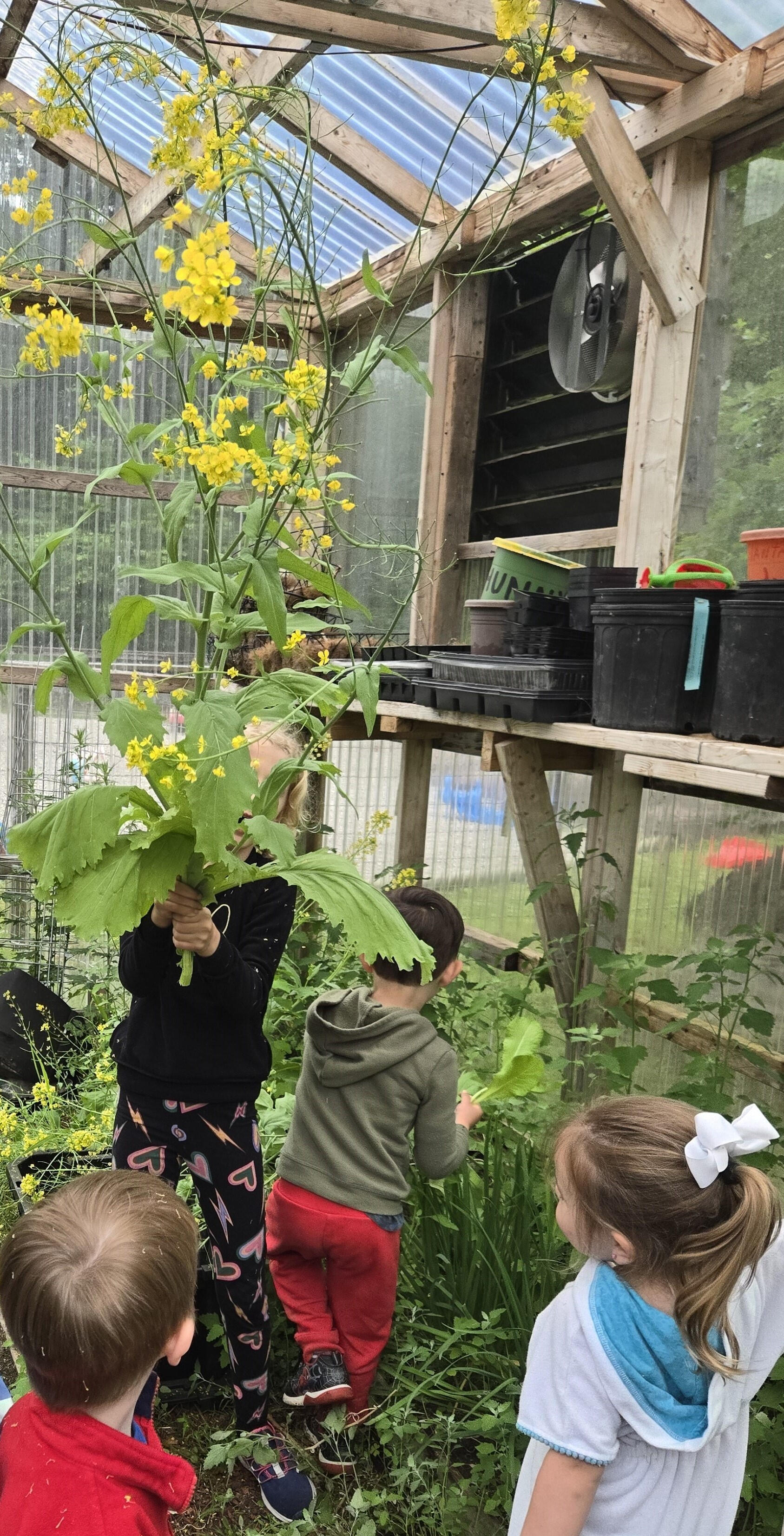 Youths in a greenhouse are observing a harvested mustard plant that has bolted.